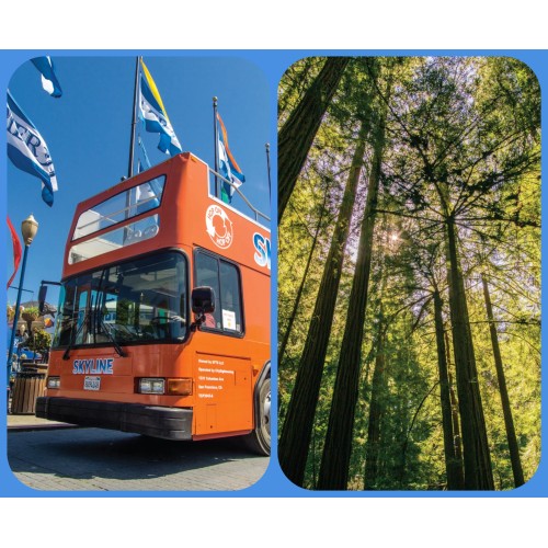 City & Woods (1-Day Hop-On Hop-Off & Muir Woods)