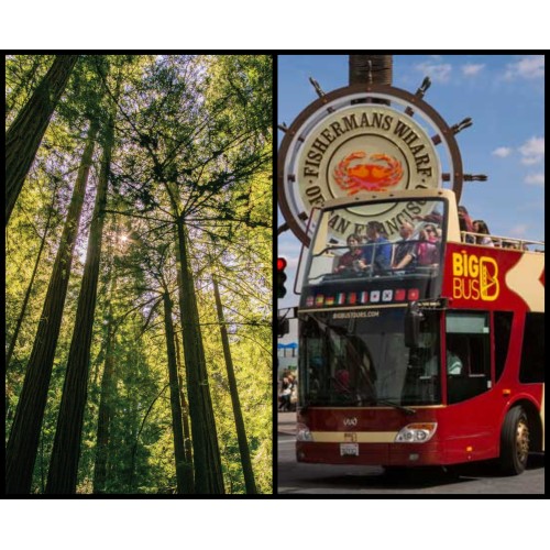 Super Saver: Muir Woods + Hop On/Off City Tour Combo