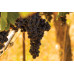 Half Day Wine Country Tour (Sonoma Valley & Napa Valley)