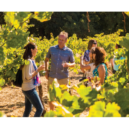 Half Day Wine Country Tour (Sonoma Valley & Napa Valley)