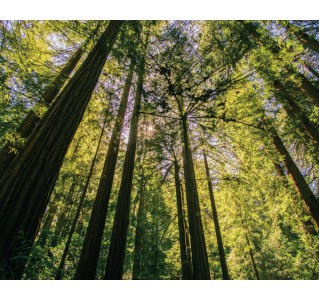 Woods & Wine (Muir Woods & Half Day Wine Tour - 10/11 hrs)