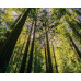 Woods & Wine (Muir Woods & Half Day Wine Tour - 10/11 hrs)