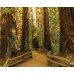 City & Woods (1-Day Hop-On Hop-Off & Muir Woods)