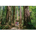 Woods & Wine (Muir Woods & Half Day Wine Tour - 10/11 hrs)