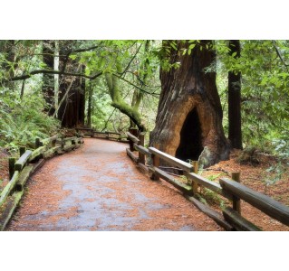 Muir Woods & Sausalito 5 Hour Tour