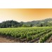 Deluxe Sonoma & Napa Valley Wine Country Tour