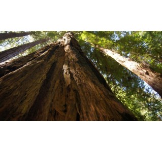 Muir Woods Tour to California Redwoods