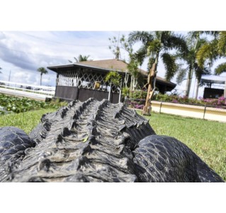 Everglades Airboat Adventure with Transportation