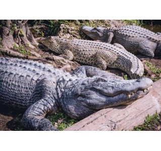 Everglades Airboat Tour and Biscayne Bay Cruise