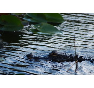 Miami City Tour and Everglades Airboat Adventure 