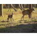 Wild Florida Drive-Thru Safari Park