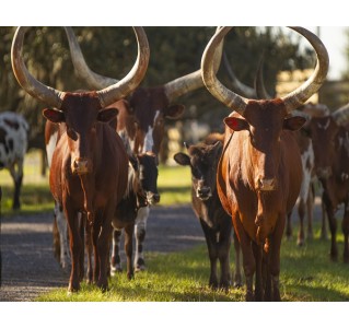 Wild Florida Drive-Thru Safari Park