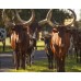 Wild Florida Drive-Thru Safari Park