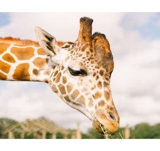 Wild Florida Drive-Thru Safari Park