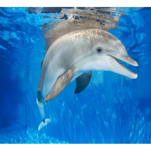 Clearwater Beach & Lunch Including Clearwater Aquarium - Legacy of Winter