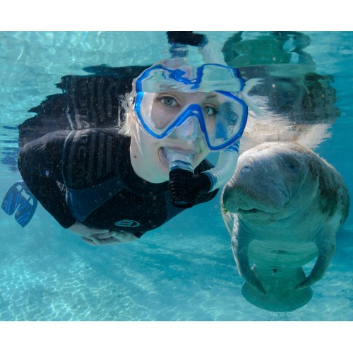 Manatee Snorkelling at Crystal River, lunch & Airboat Ride 