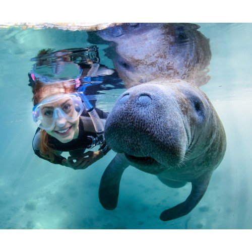 Half Day Manatee Snorkelling Adventure