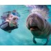 Manatee Snorkelling at Crystal River, lunch & Airboat Ride 