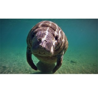 Half Day Manatee Snorkelling Adventure