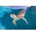 Deluxe Clearwater Marine Aquarium & Beach Trip (with lunch)