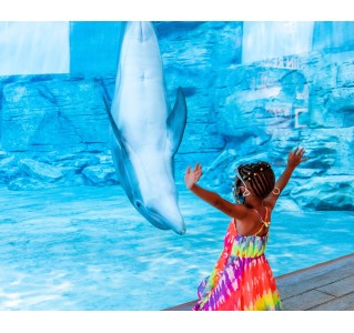 Deluxe Clearwater Marine Aquarium & Beach Trip (with lunch)