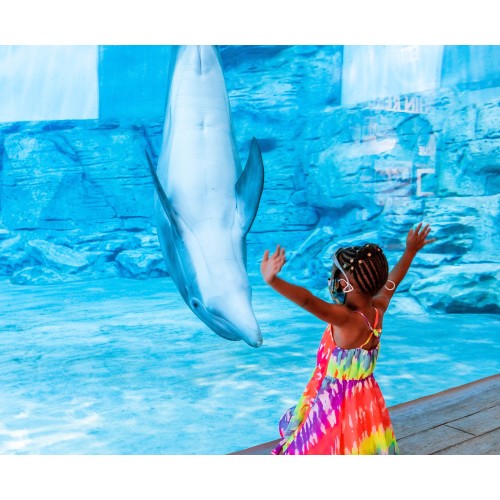 Deluxe Clearwater Marine Aquarium & Beach Trip (with lunch)