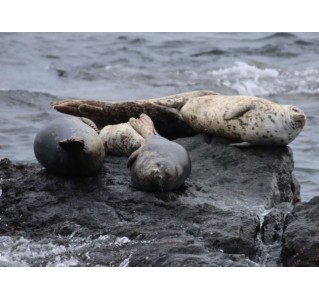 Sea Vancouver Waterfront City & Wildlife Tour