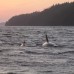 Vancouver Sunset Whale Watching