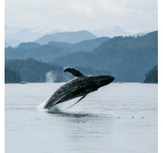 Vancouver Half Day Whale Watching