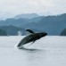 Vancouver Half Day Whale Watching