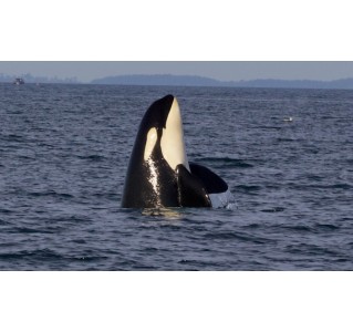 Ultimate Marine & Whale Watching Tour