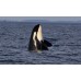 Ultimate Marine & Whale Watching Tour