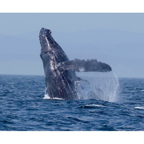 Ultimate Marine & Whale Watching Tour