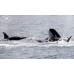 Ultimate Marine & Whale Watching Tour