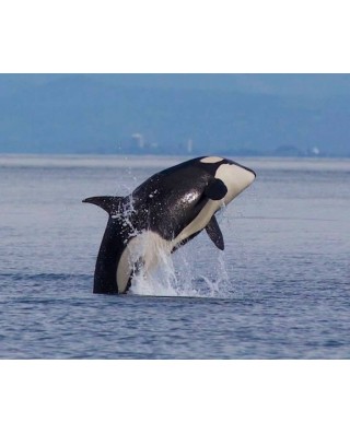 Whale Watching Tours