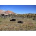 Zion Jeep Tour With Exclusive Access To Zion Cliffside Point