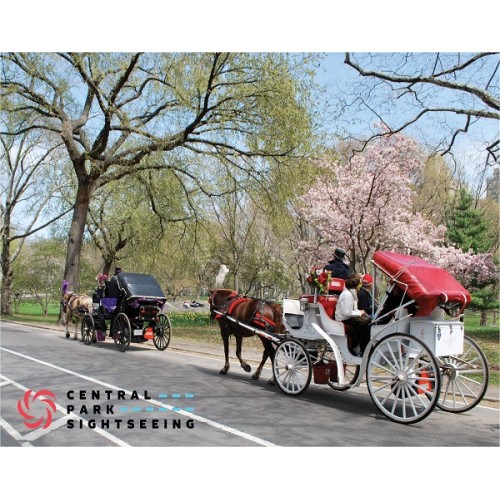 Central Park Horse & Carriage Ride (45-50 Minutes)