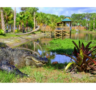 Wild Florida Animal Encounter (WF20)