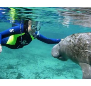 Swim with Manatees at Crystal River