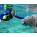 Swim with Manatees at Crystal River