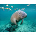 Swim with Manatees at Crystal River