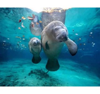 Swim with Manatees at Crystal River