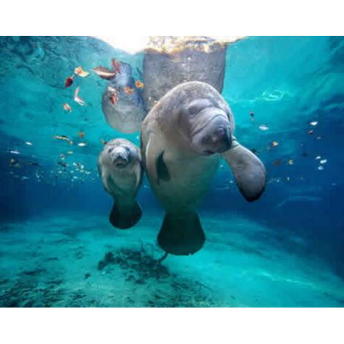 Swim with Manatees at Crystal River