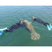 Swim with Manatees at Crystal River