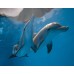 Clearwater Marine Aquarium (Admission Only)