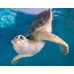 Clearwater Marine Aquarium (Admission Only)