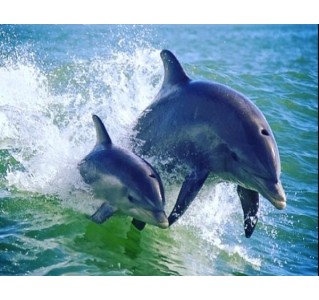 Dolphin Racer Speedboat Adventure