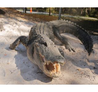 Gatorworld General Admission