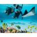 Discovery Cove Ultimate Non-Dolphin swim + SeaWorld / Aquatica / Busch Gardens & FREE Parking - PRICES FROM