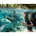 Discovery Cove Dolphin Swim Package + 14 Day SeaWorld & Aquatica PRICES FROM 